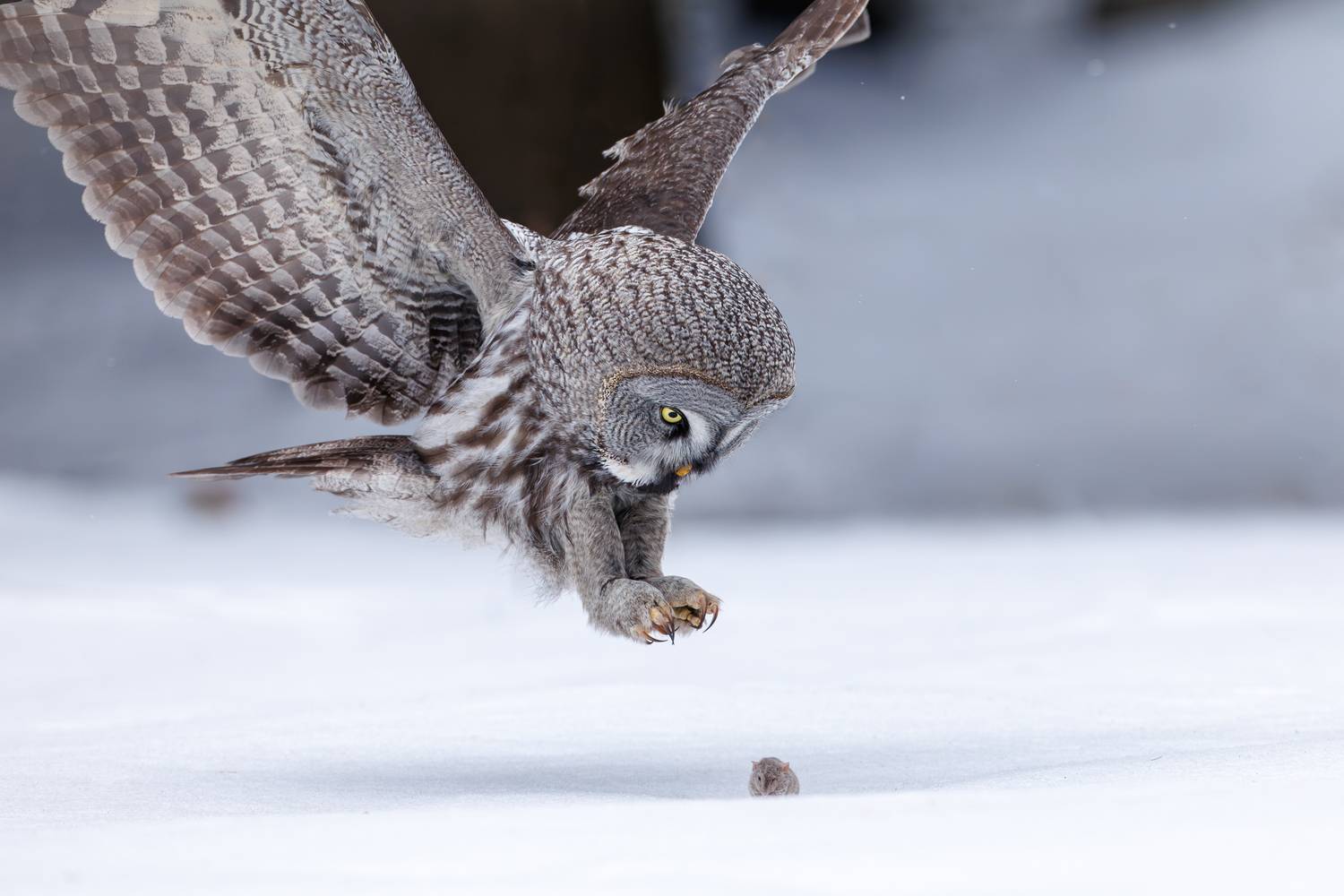 , Антон Науменко