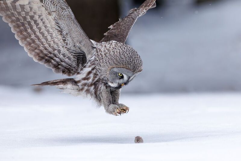 Бородатая неясыть фото превью