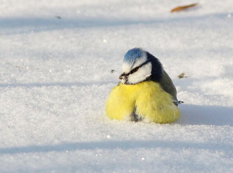 лазоревка, птицы поволжья, фотографы ульяновска. СФДП, фотоохота Пушистый комочек фото превью
