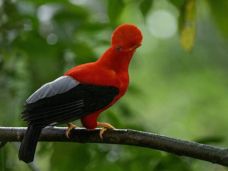 Andean Cock-of-the-rock фото превью