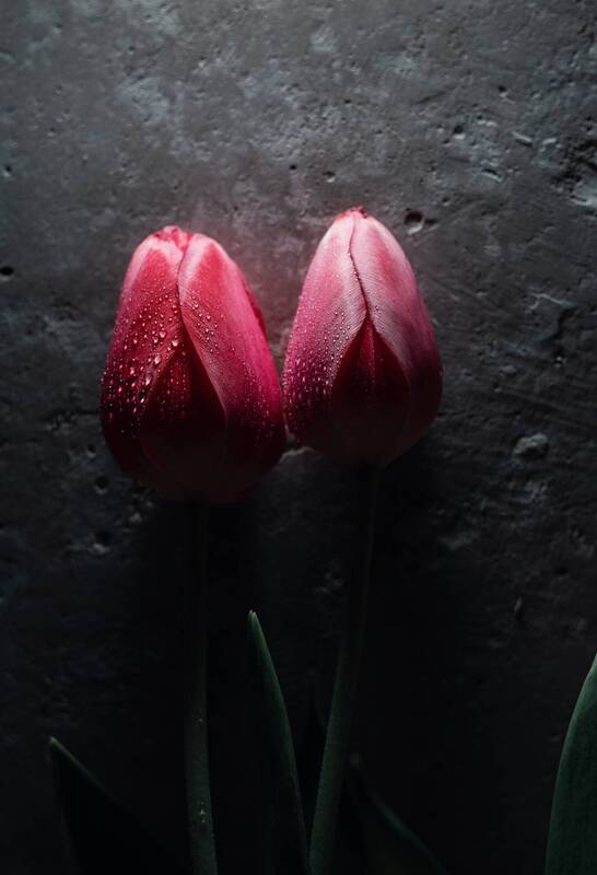 весна, цветы, тюльпаны, красота, природа, букет, мануальная_оптика, винтажный_объектив, mc_helios_77m_4, керчь, крым, россия Мартовские тюльпаны. фото превью