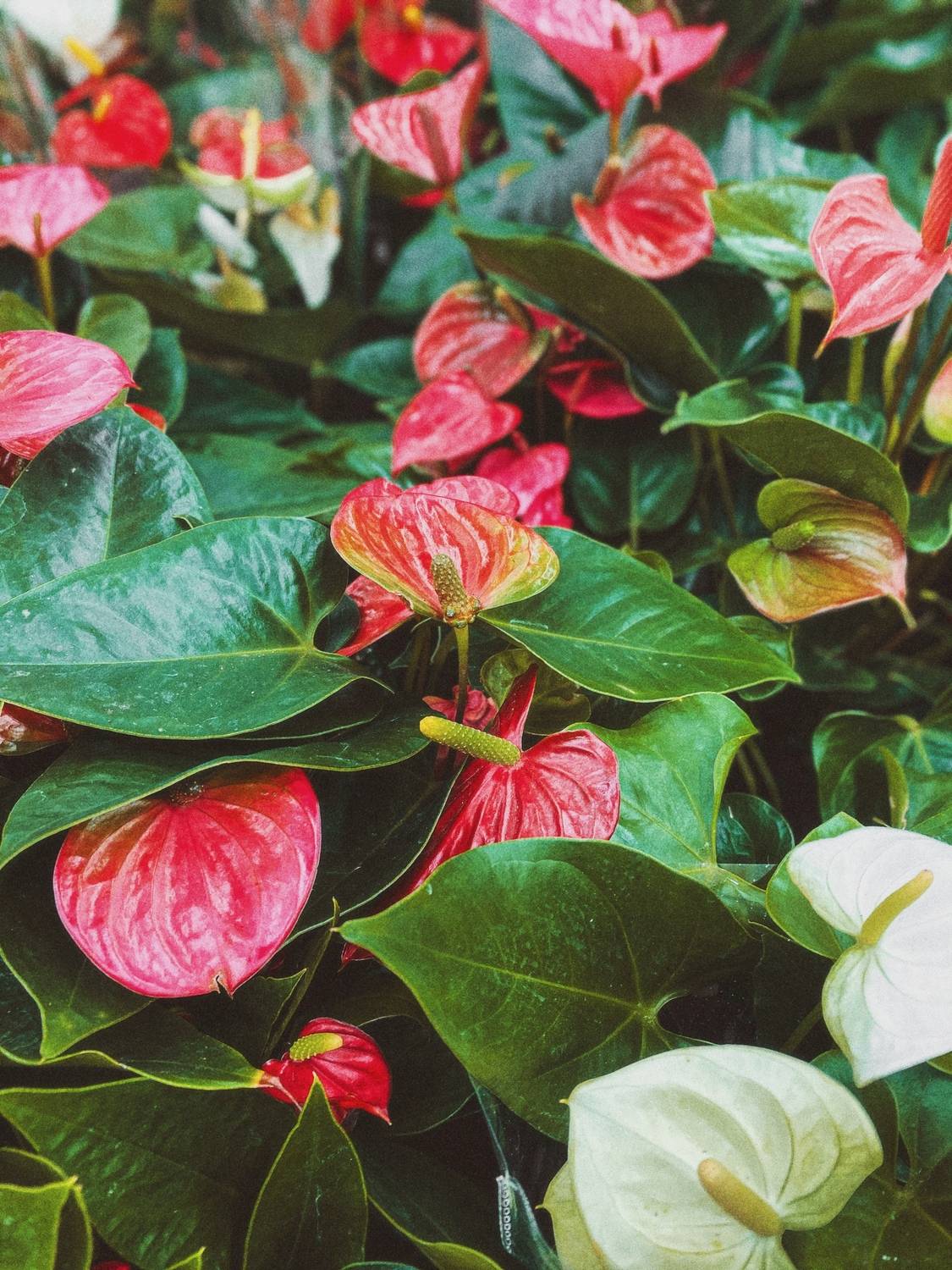 , Алинция Савельева