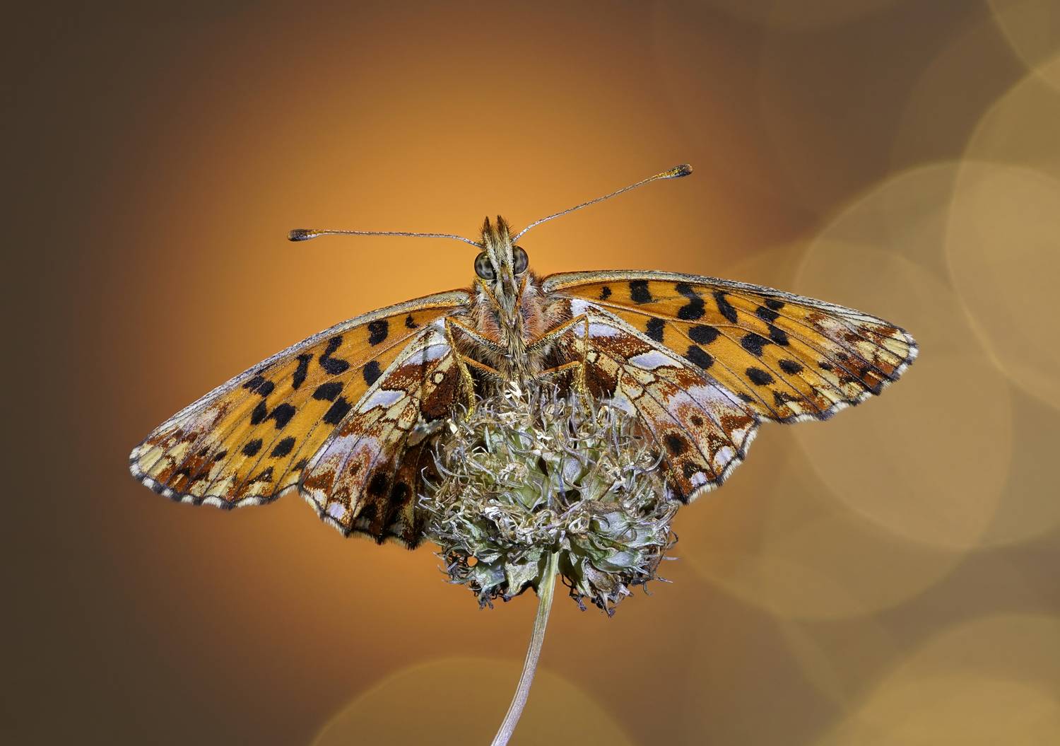 , Чепленко Алексей