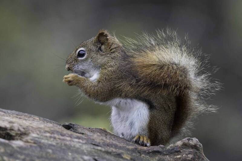 Red squirrel фото превью