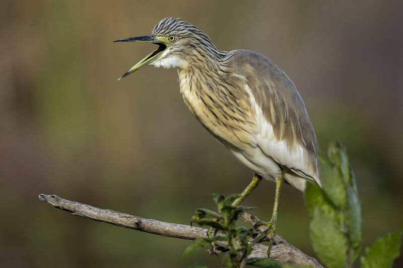 Желтая цапля. фото превью