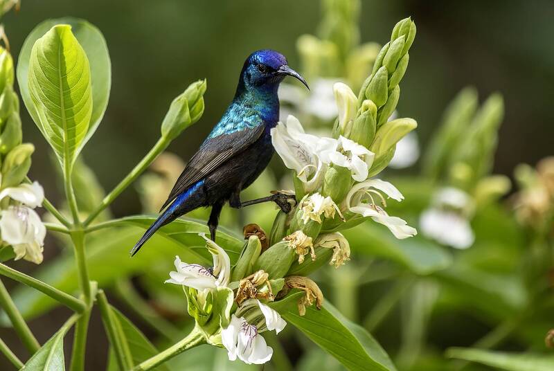 Палестинская нектарница. фото превью