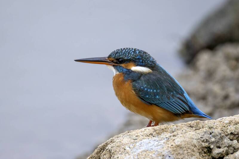 Зимородок. фото превью