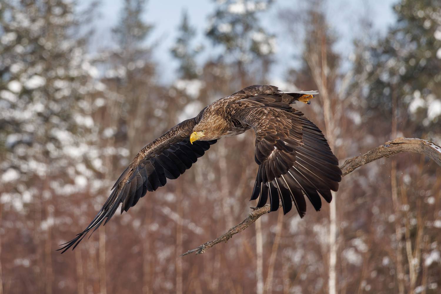 , Морозов Сергей