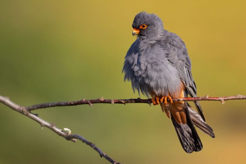 Red-footed falcon (male) фото превью