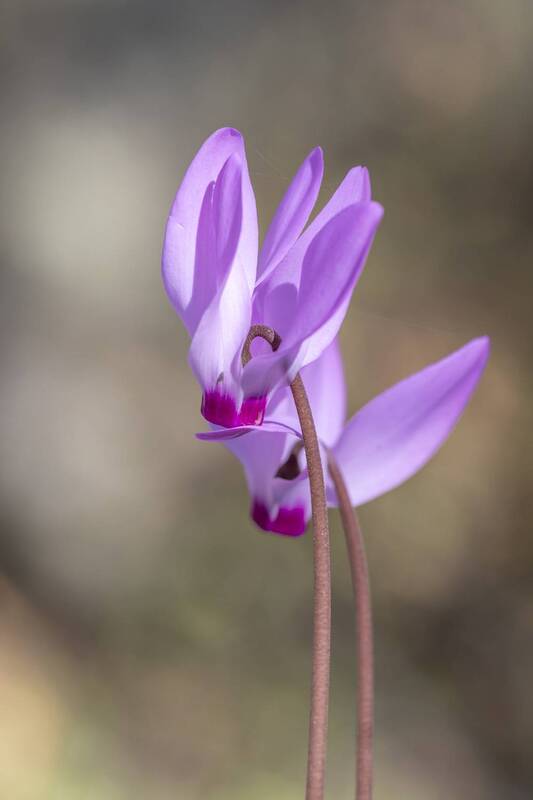 cyclamen flowers фото превью