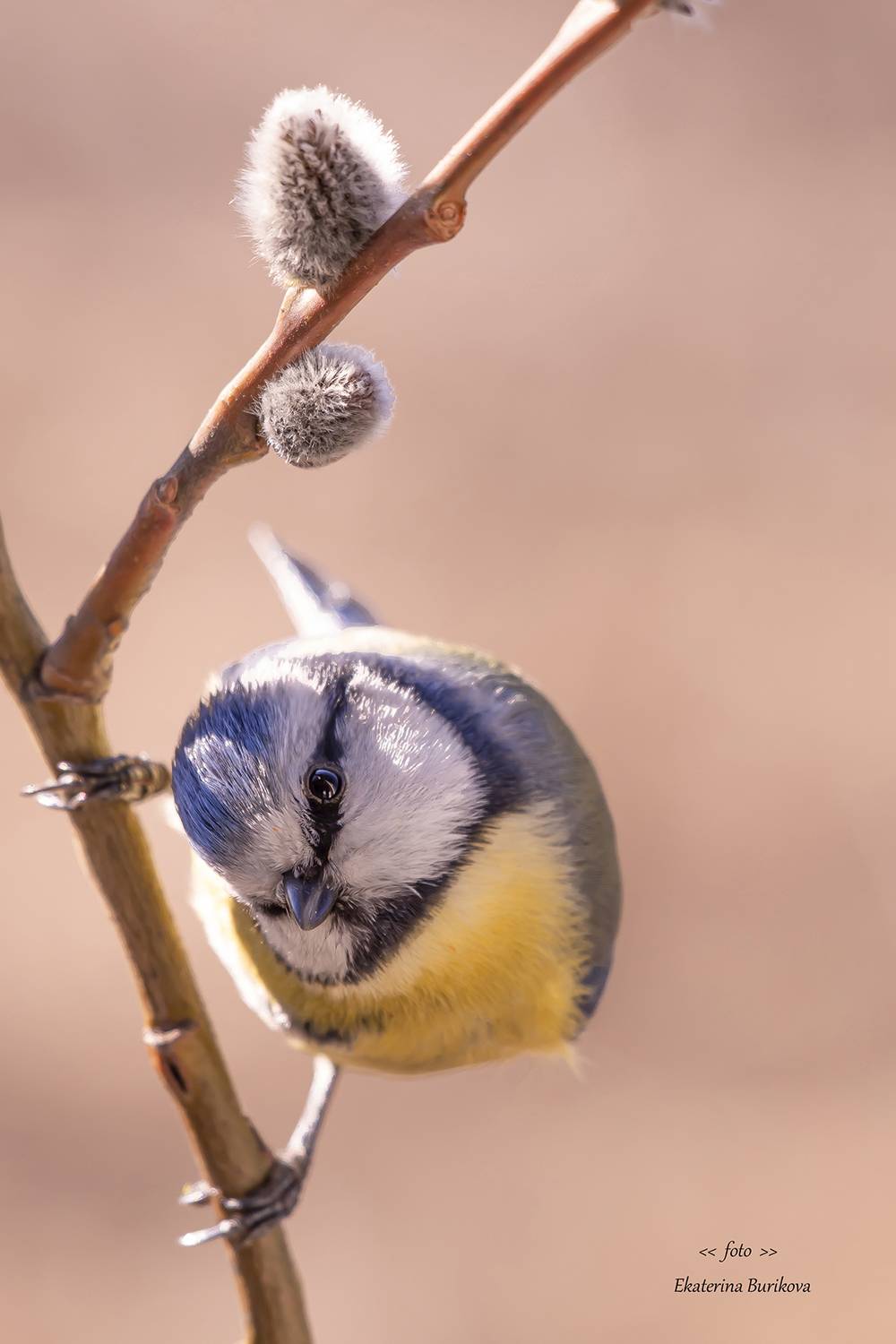 , Бурикова Екатерина