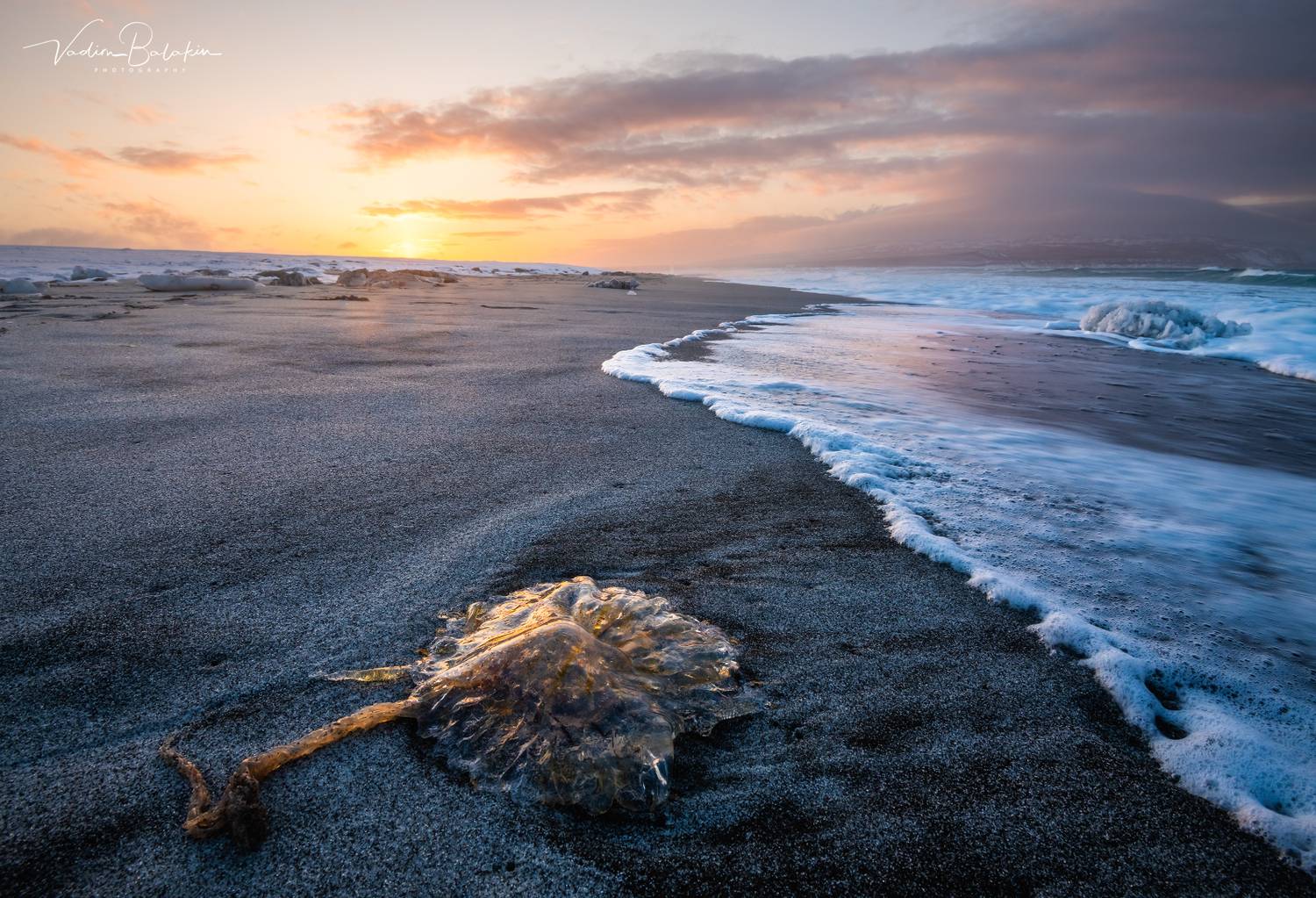 итуруп, охотское море, курилы, круильские острова, медуза, Вадим Балакин