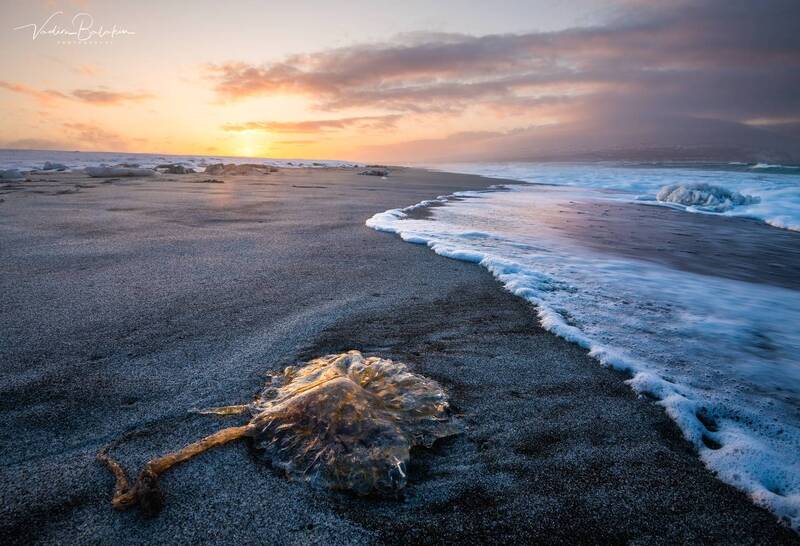 итуруп, охотское море, курилы, круильские острова, медуза Охотское море, Итуруп фото превью