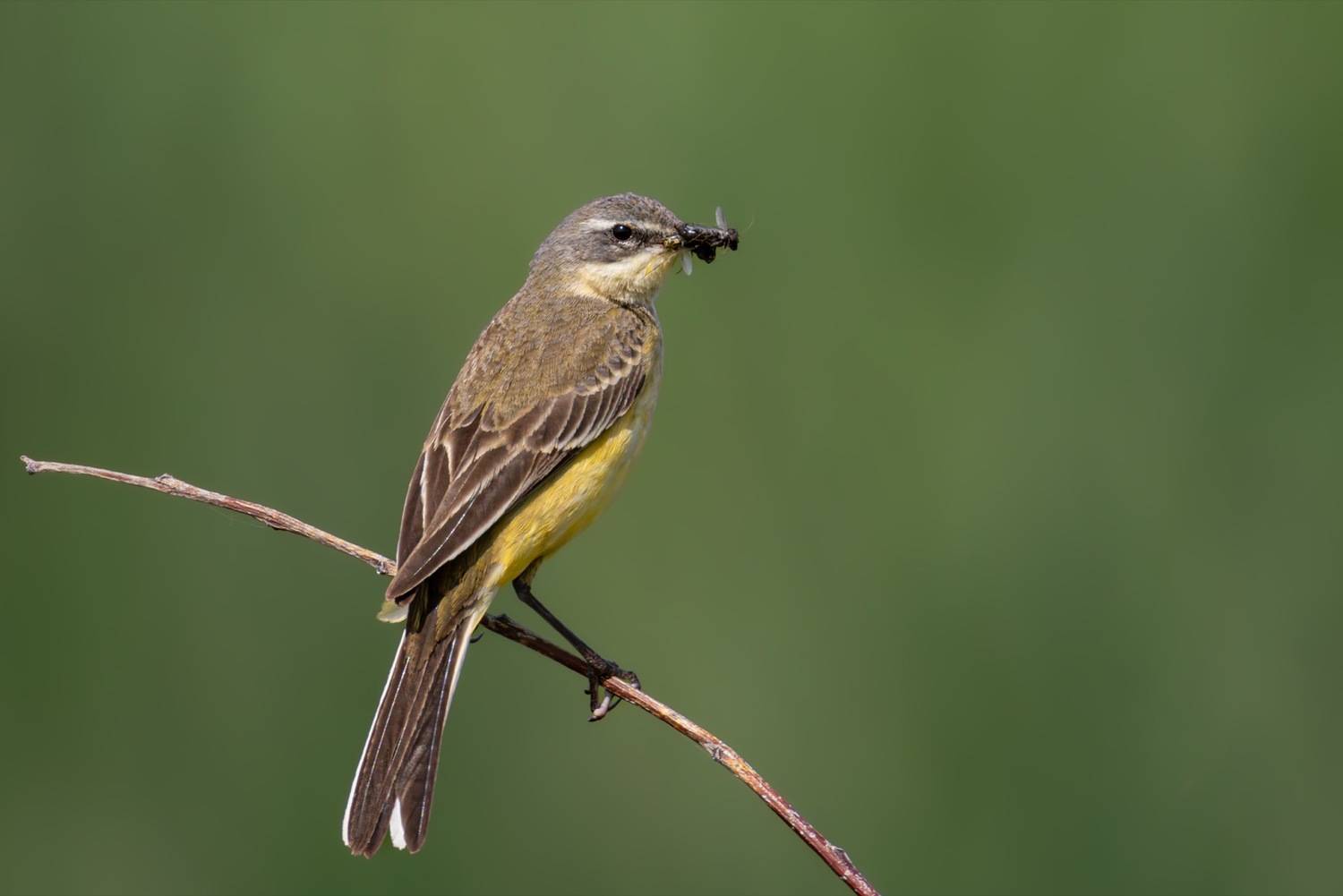 трясогузка, желтая трясогузка, птицы, Ruslan Pl