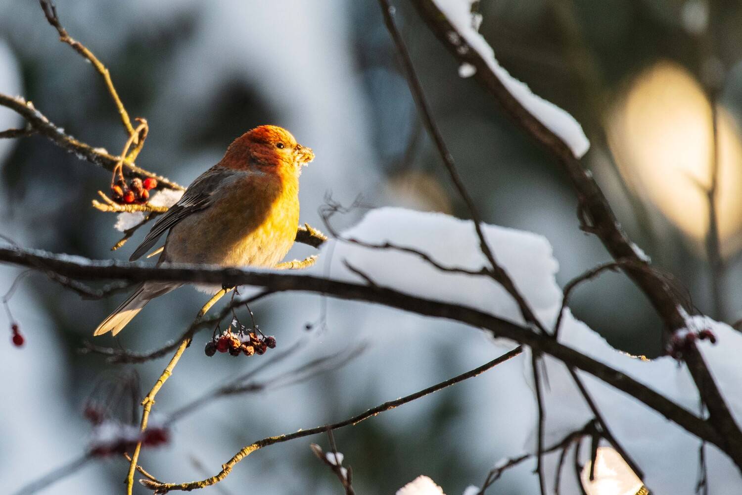 , Павел Ныриков