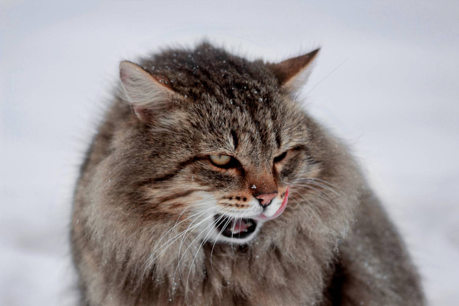 , Александр Канцур