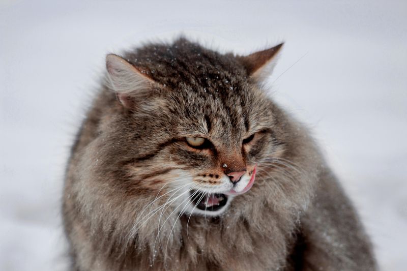 Какая гадость эта ваша заливная рыба! фото превью