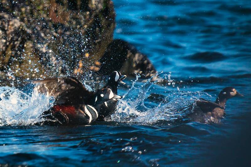 утки, каменушки, весна, брачный сезон Погнали, пацаны фото превью