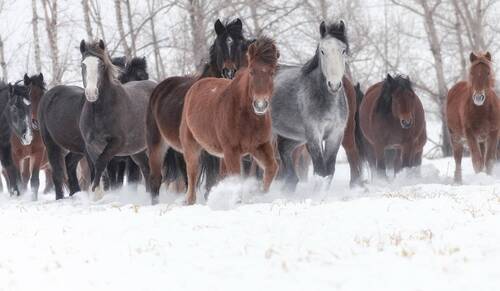 Лошади Хакасии