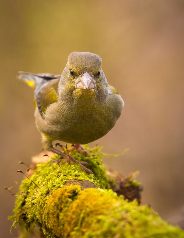 Chloris chloris фото превью