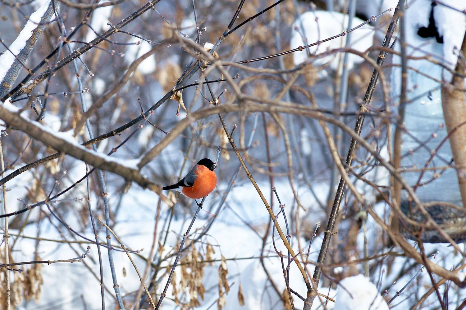 птицы, зима, Александр Потапов