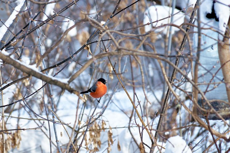 птицы, зима Красавчик  фото превью