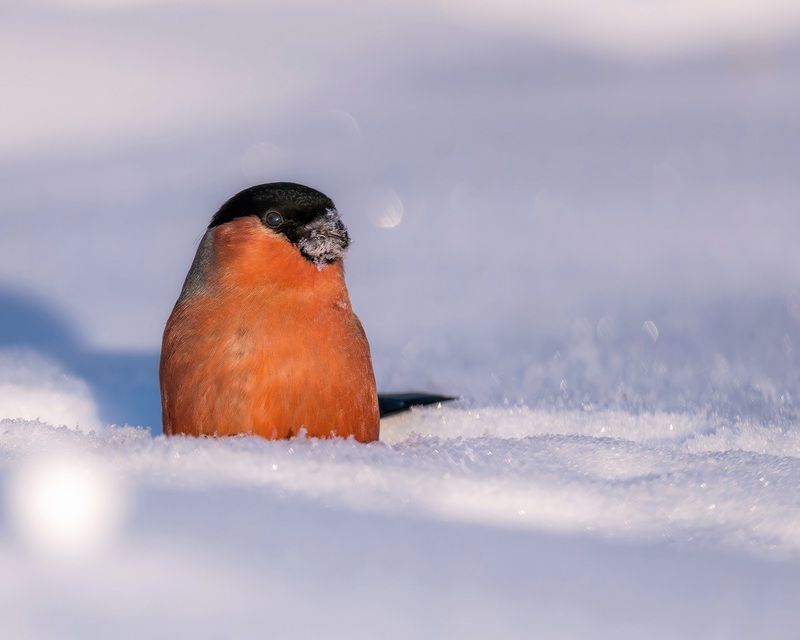 Снегирь, зима, бёрдвотчинг Главный символ зимы! фото превью