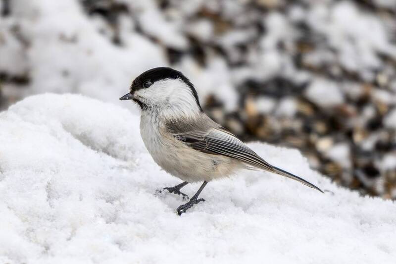 Пухляк фото превью