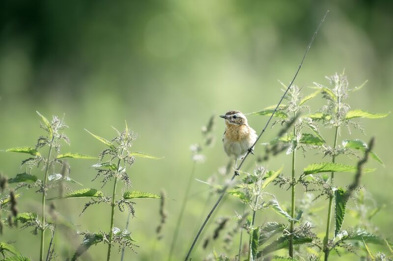 Луговой чекан фото превью