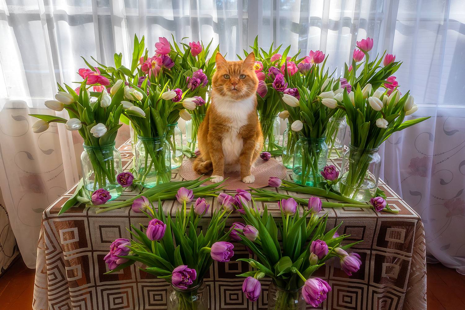 кот, рыжий кот, кот филя, тюльпаны, вырица, ленобласть, в деревне, деревня, с 8 марта, 8 марта, с праздником, поздравление с 8 марта, весне дорогу, весна, март, Alexander Pashenichev