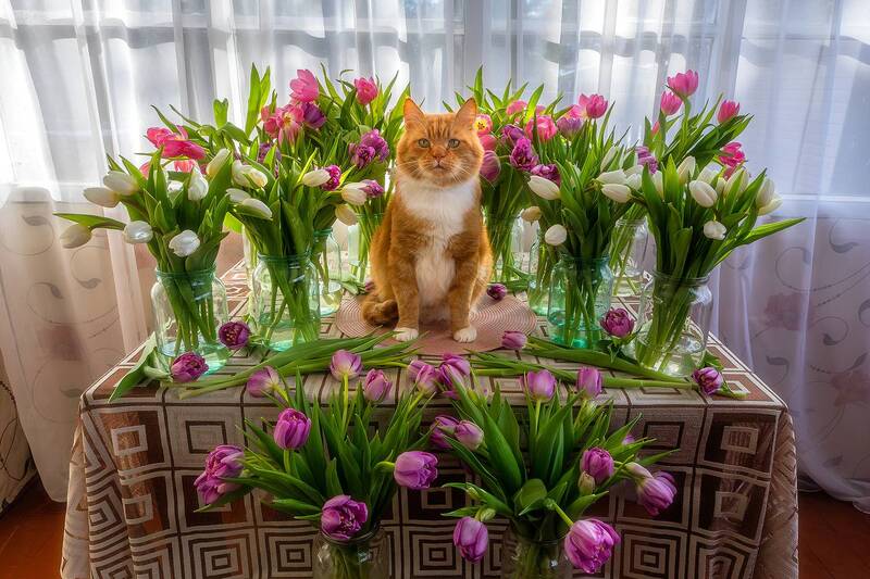 кот, рыжий кот, кот филя, тюльпаны, вырица, ленобласть, в деревне, деревня, с 8 марта, 8 марта, с праздником, поздравление с 8 марта, весне дорогу, весна, март Филя дарит вам весеннее настроение! фото превью