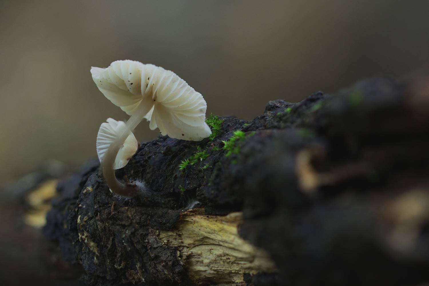 mushroom, fungus, autumn, forest, seletive focus, close up, mycena, Andr&eacute;s Emilio
