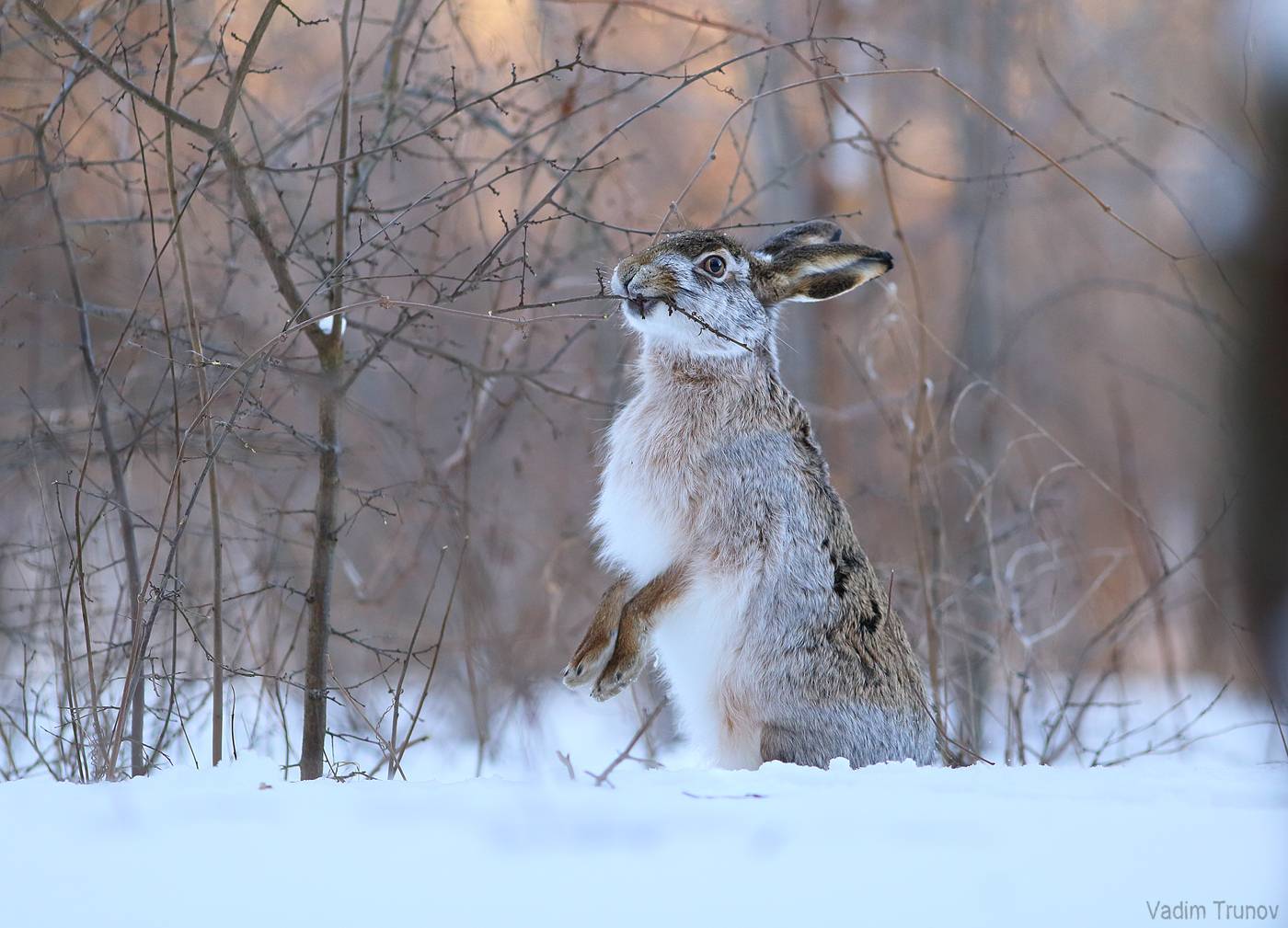 заяц, hare, Вадим Трунов