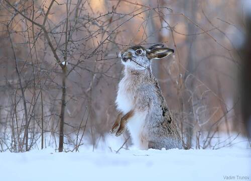 Заяц - русак