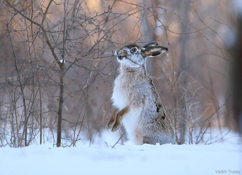 заяц, hare Заяц - русак фото превью