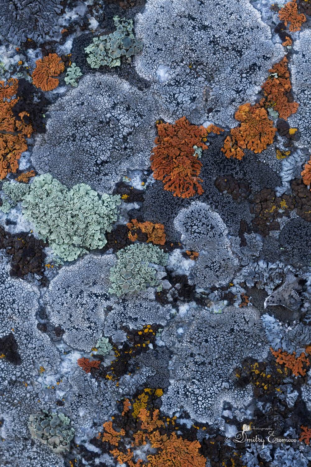 лишайники, эстетикаприроды, природныецвета, Дмитрий Еремеев