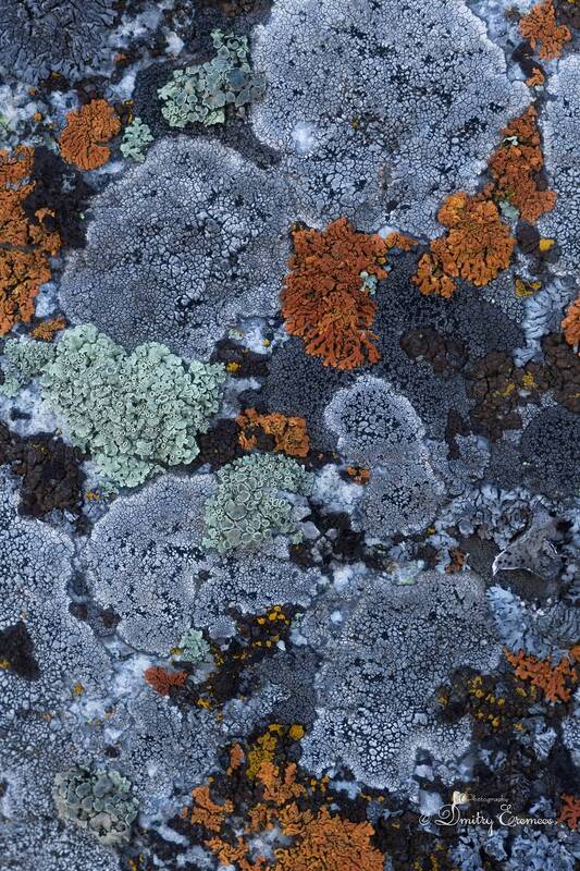 лишайники, эстетикаприроды, природныецвета Карта сказочного королевства... фото превью