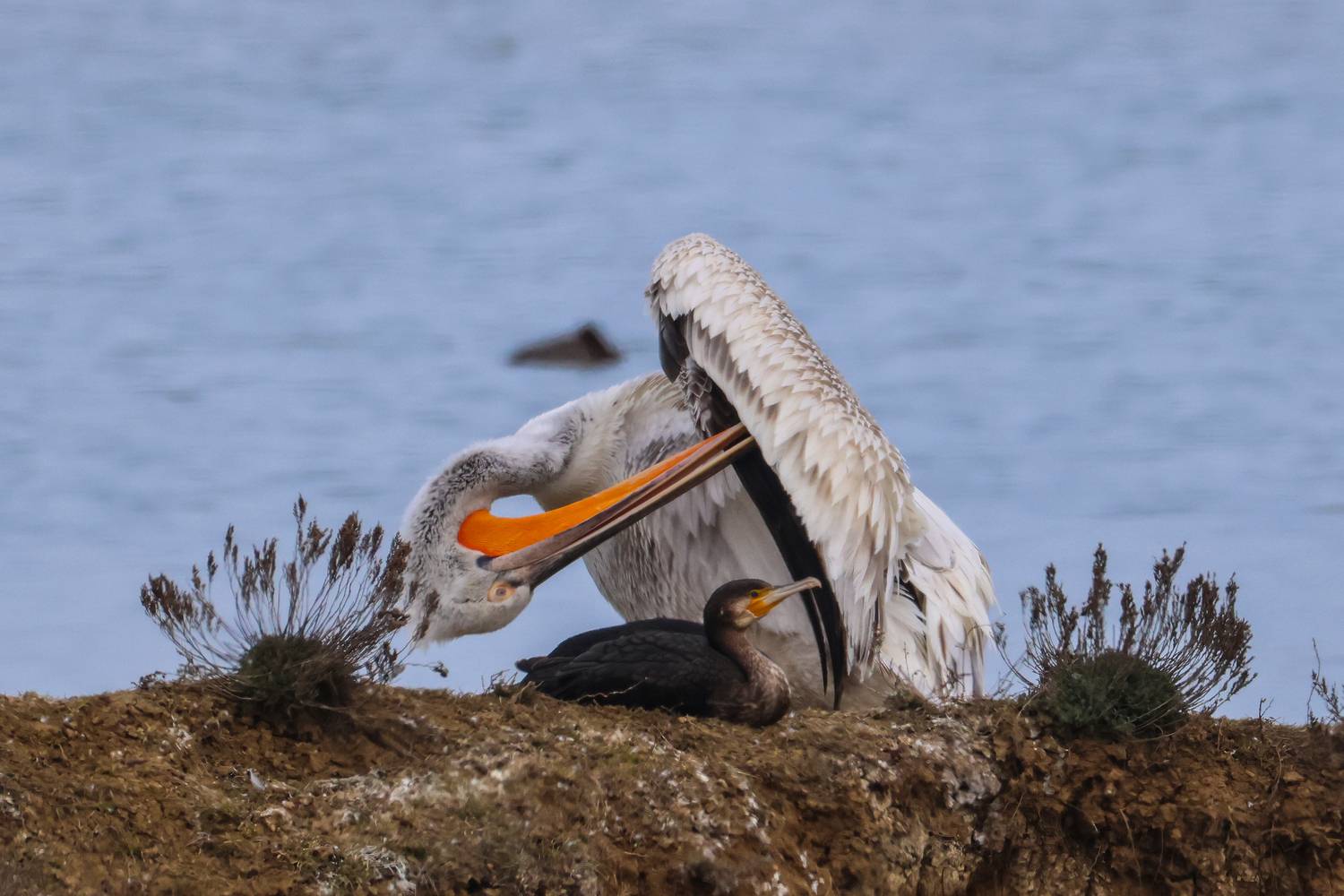 пеликан, баклан, Marat Magov