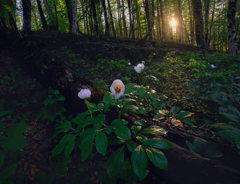 фото превью