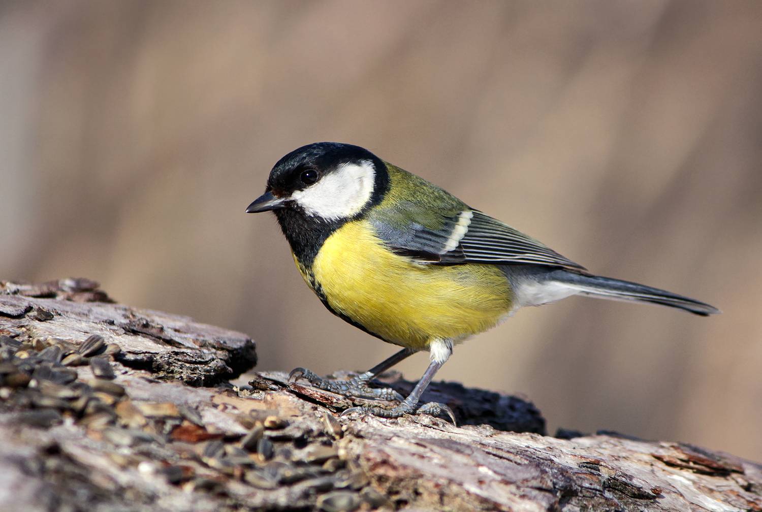 большая синица, большак, parus major, КарОл