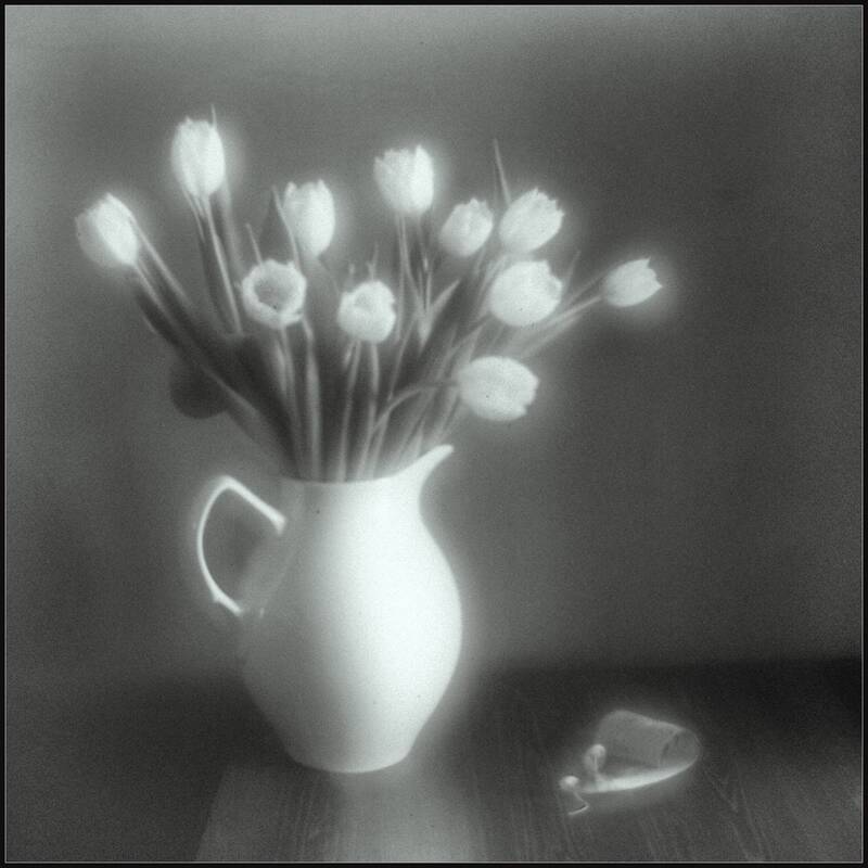 Тюльпаны. Монокль. фото превью