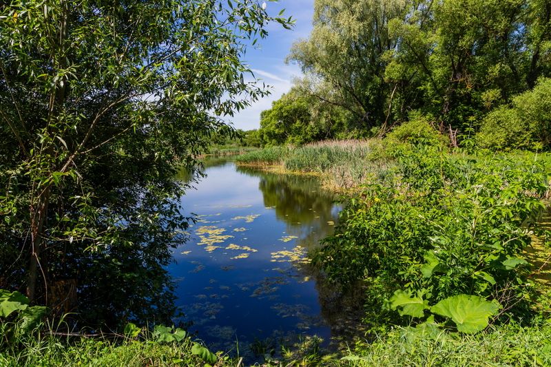 Пейзаж Июнь на излете фото превью