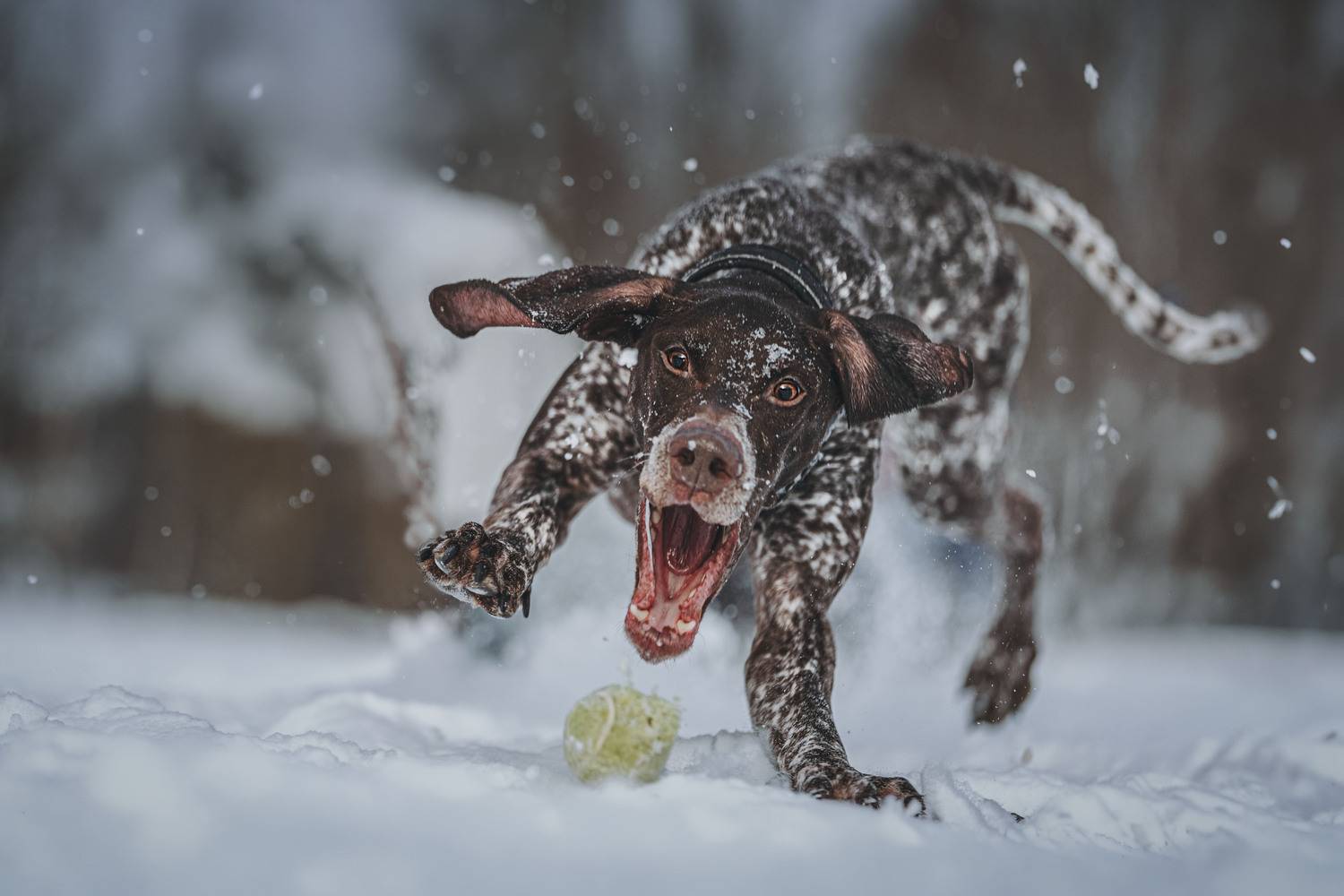 , Полина Беспалова