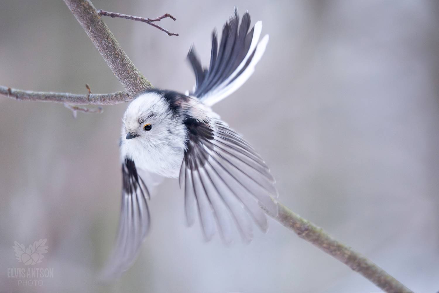 длиннохвостая синица, ополовник, птицы россии, птицы, bird, birdwatching, костромская область, орнитолония, братья наши меньшие, elvis antson, Elvis Antson
