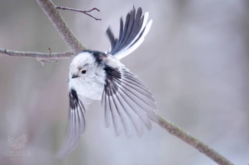 длиннохвостая синица, ополовник, птицы россии, птицы, bird, birdwatching, костромская область, орнитолония, братья наши меньшие, elvis antson Маленький ангел фото превью