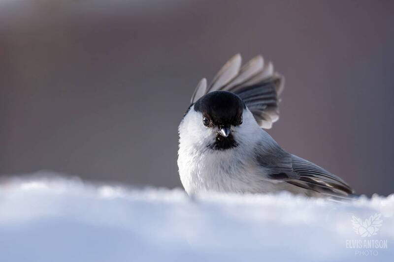 буроголовая гаичка, птицы, птицы россии, костромская область, birds, birdwatching, братья наши меньшие, орнитология, elvis antson Красотка фото превью