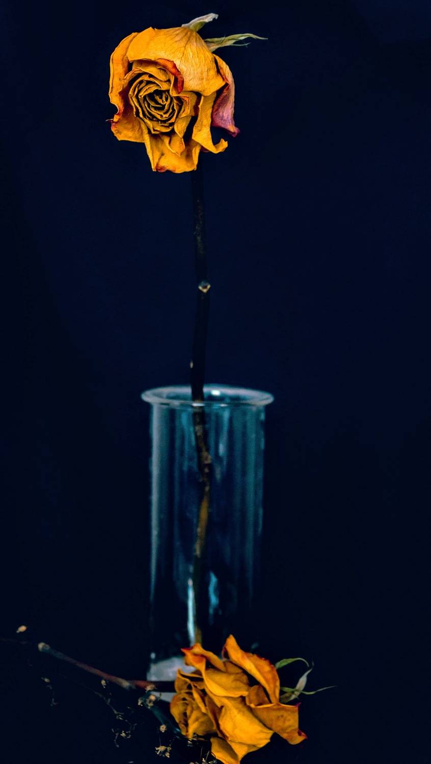 roze, sausa, klusums, dzeltens, daba, zieds, Cielava Dace