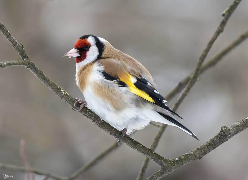 Щегол фото превью