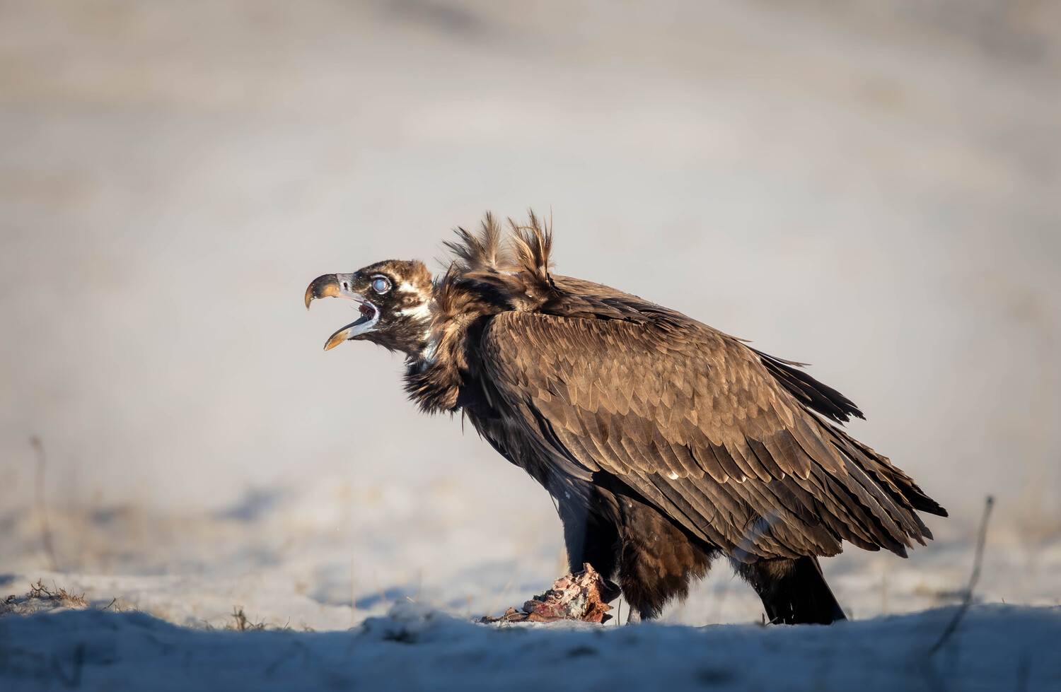 , Веревченко Михаил