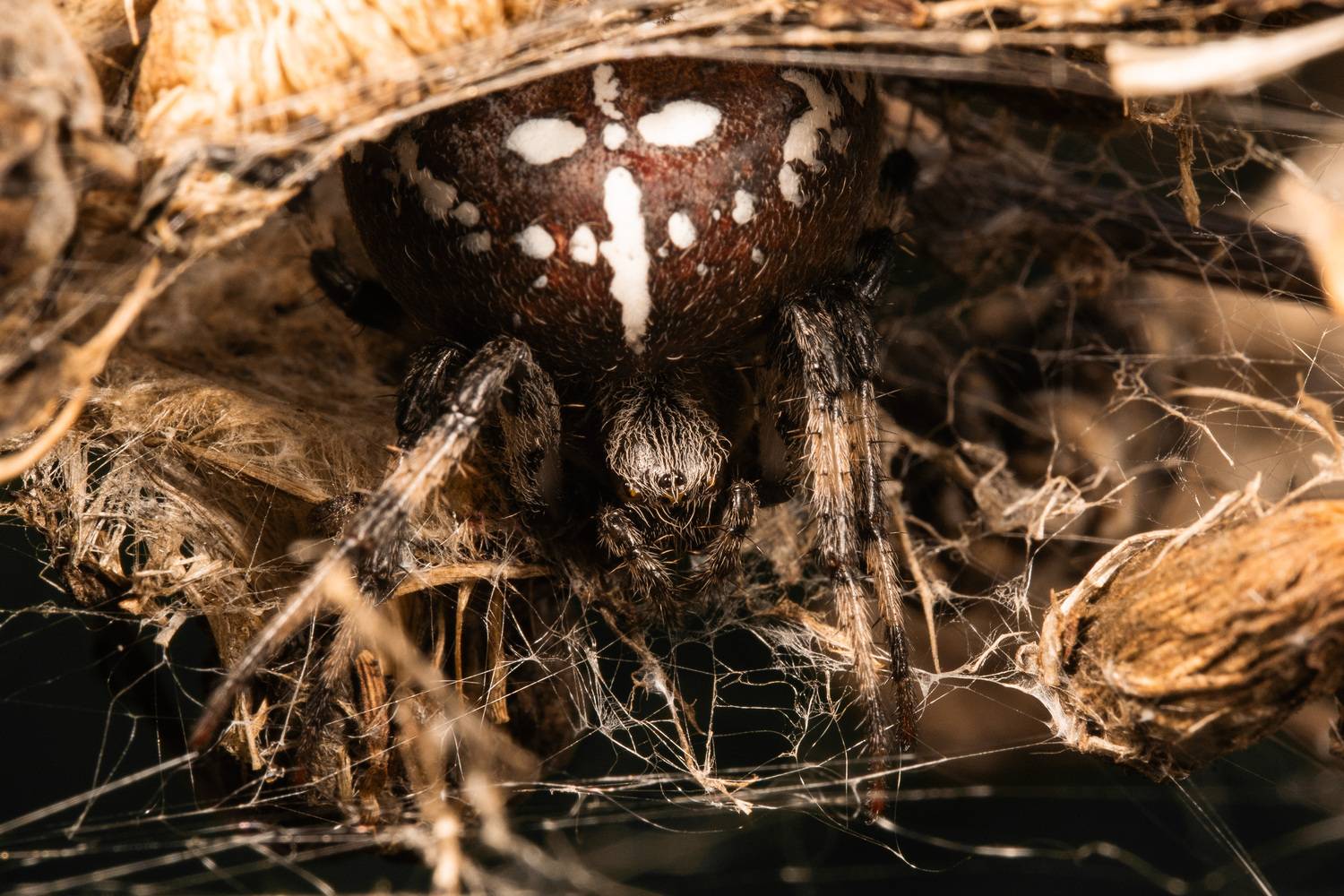 макро, пауки, Ольга Таланцева